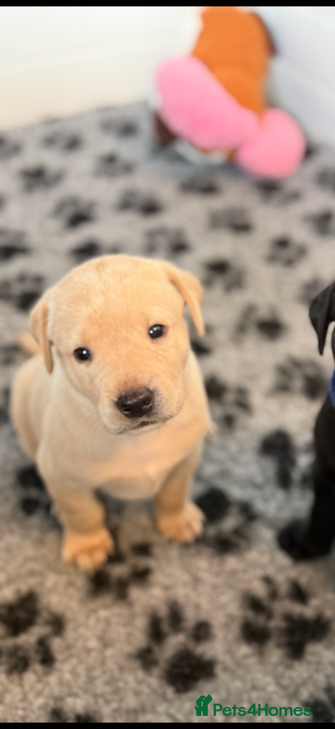 Labrador Retriever dogs for sale: Beautiful KC Registered Labrador Puppies - Image 23