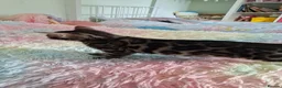 Bengal cats for sale: luxurious bengals - Advert 4