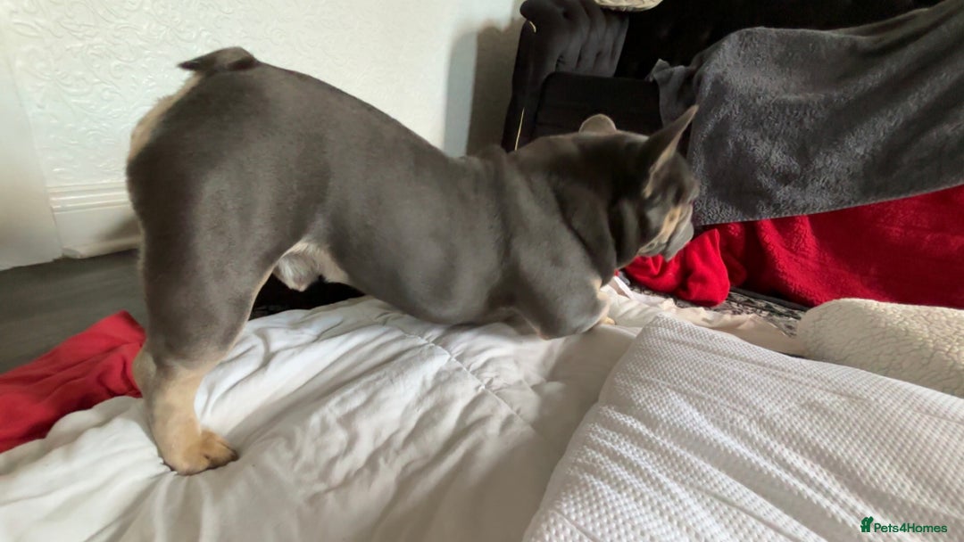 French Bulldog dogs for stud: Meet buddy a lilac frenchie looking for a bitch  - Image 1
