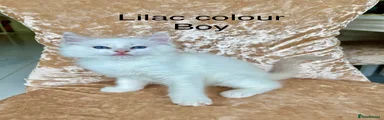Ragdoll 1