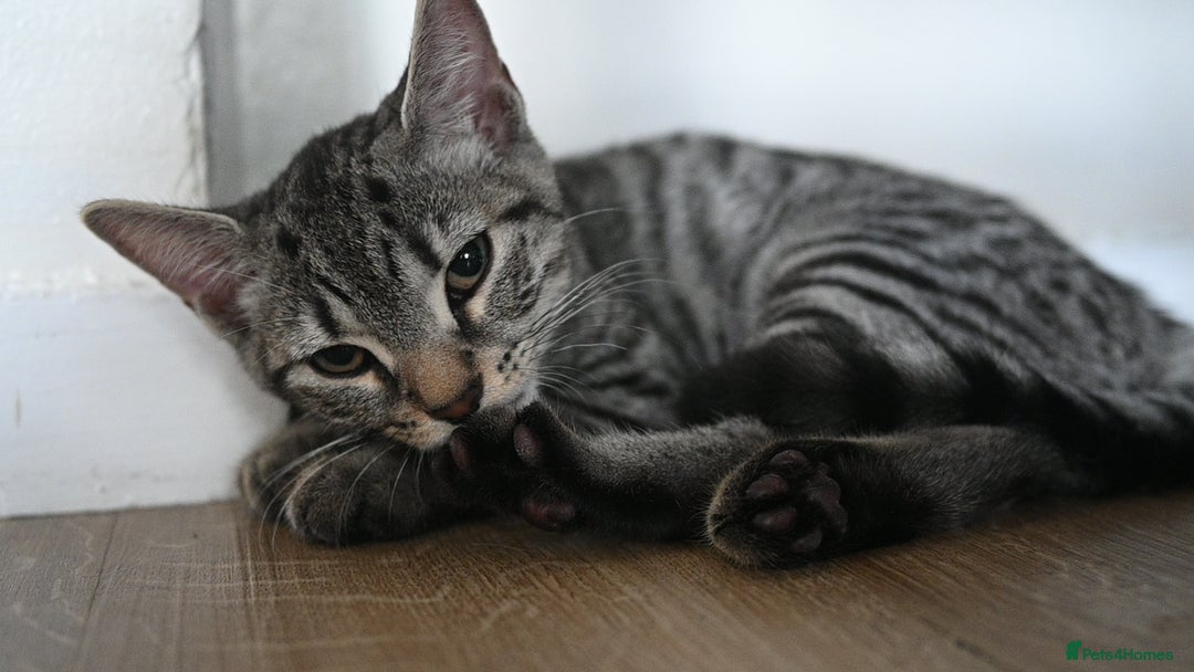 Mixed Breed cats for sale: Beautiful British Shorthair Mixed Kittens🐾 - Image 4