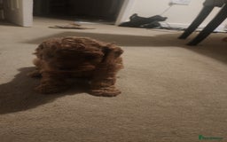 Cavapoo dogs for sale: 🐾 F1B Cavapoo Puppies – Ready 5th September 🐾 - Image 8