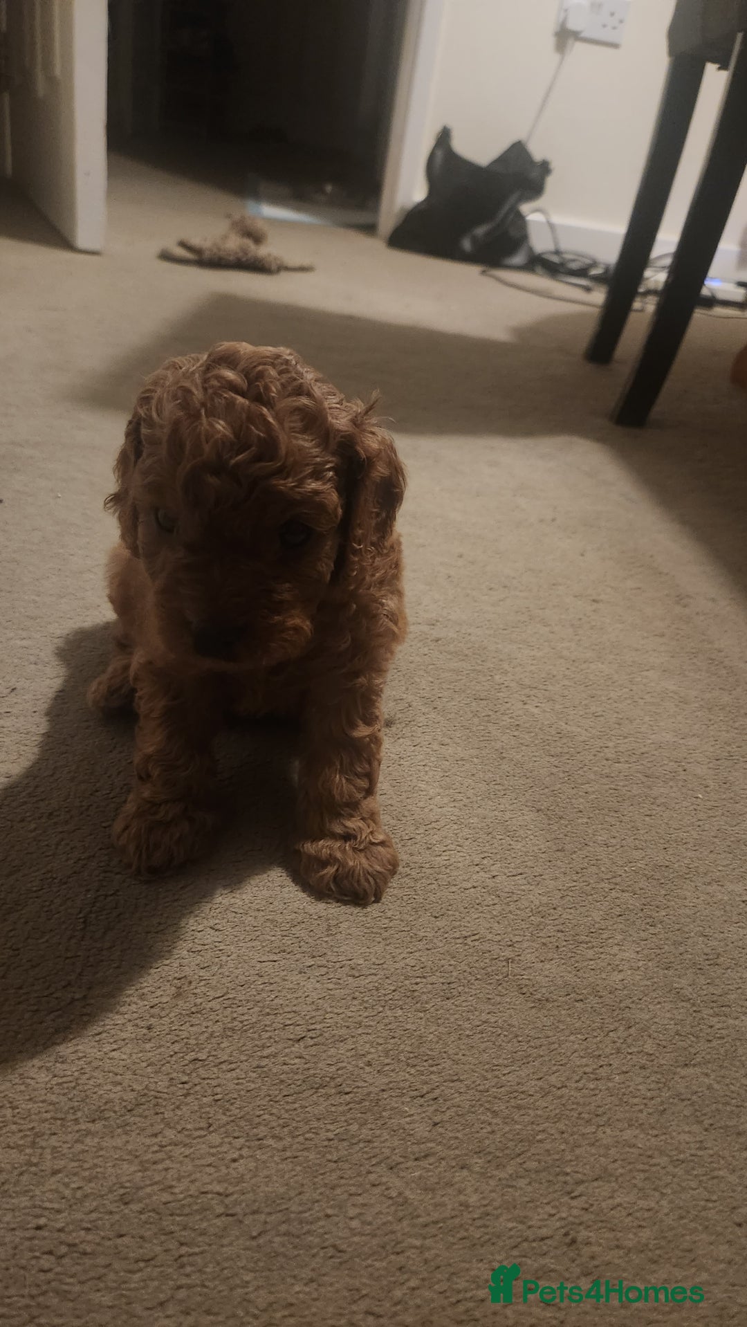 Cavapoo dogs for sale: 🐾 F1B Cavapoo Puppies – Ready 5th September 🐾 - Image 8
