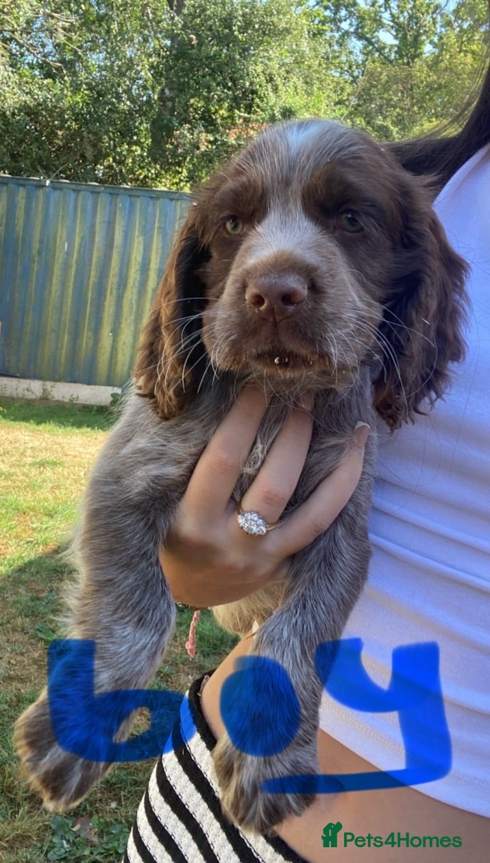 Sprocker dogs 2boys2girls READY TO LEAVE NOW Cocker Spaniels - Advert 1