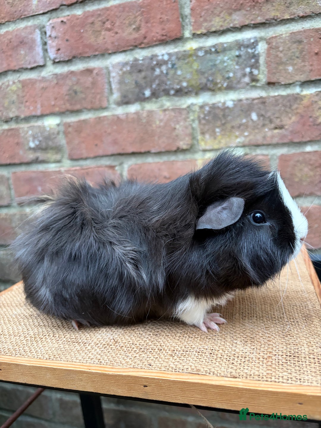 Guinea Pig rodents for sale: Two handsome boars  - Advert 4