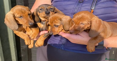Miniature Dachshund dogs - Advert 11