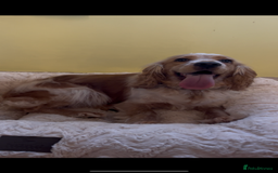 Cocker Spaniel dogs for sale: 🌟Gorgeous 100% show type cocker spaniel puppies🌟 - Image 17
