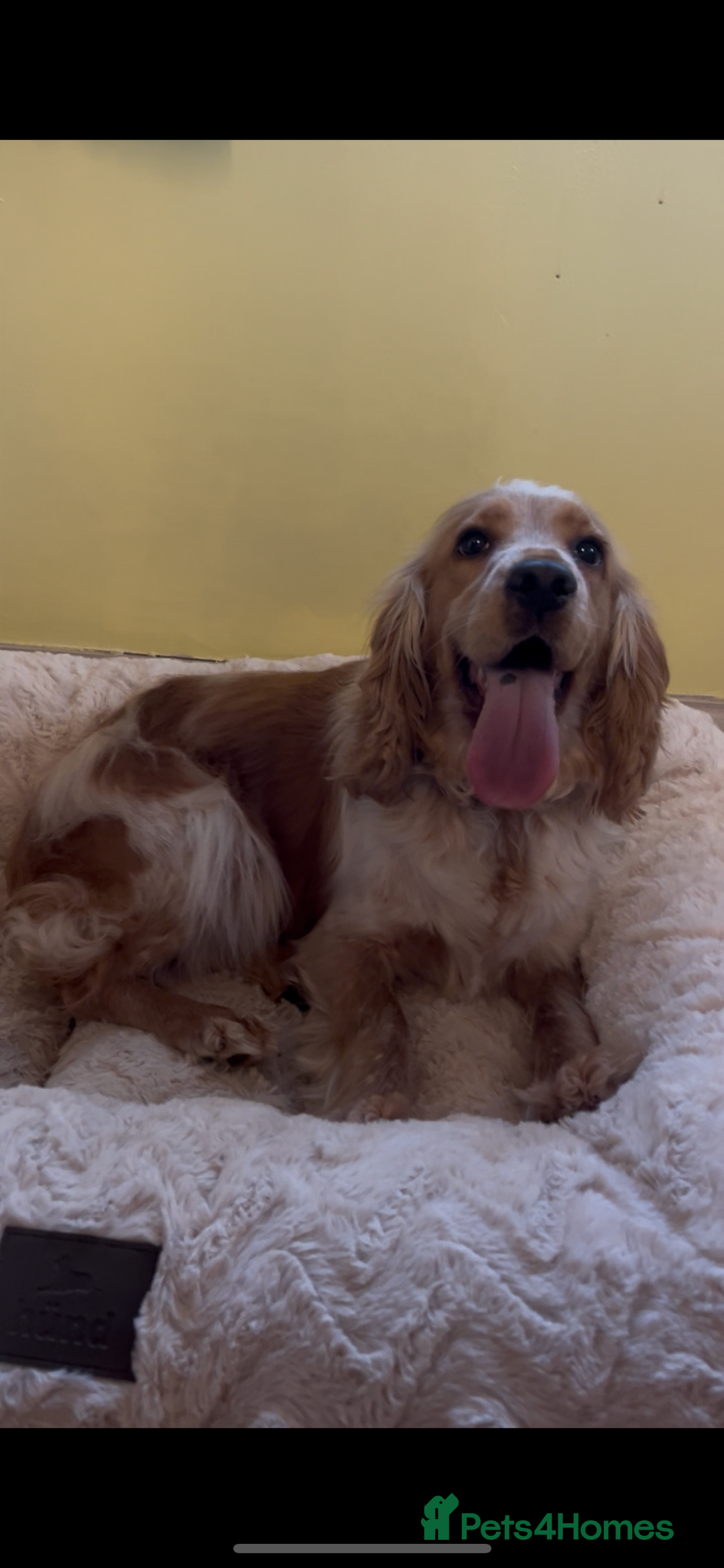 Cocker Spaniel dogs for sale: 🌟Gorgeous 100% show type cocker spaniel puppies🌟 - Image 17
