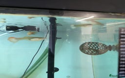 Angelfish fish for sale: Fish & tank - Image 5