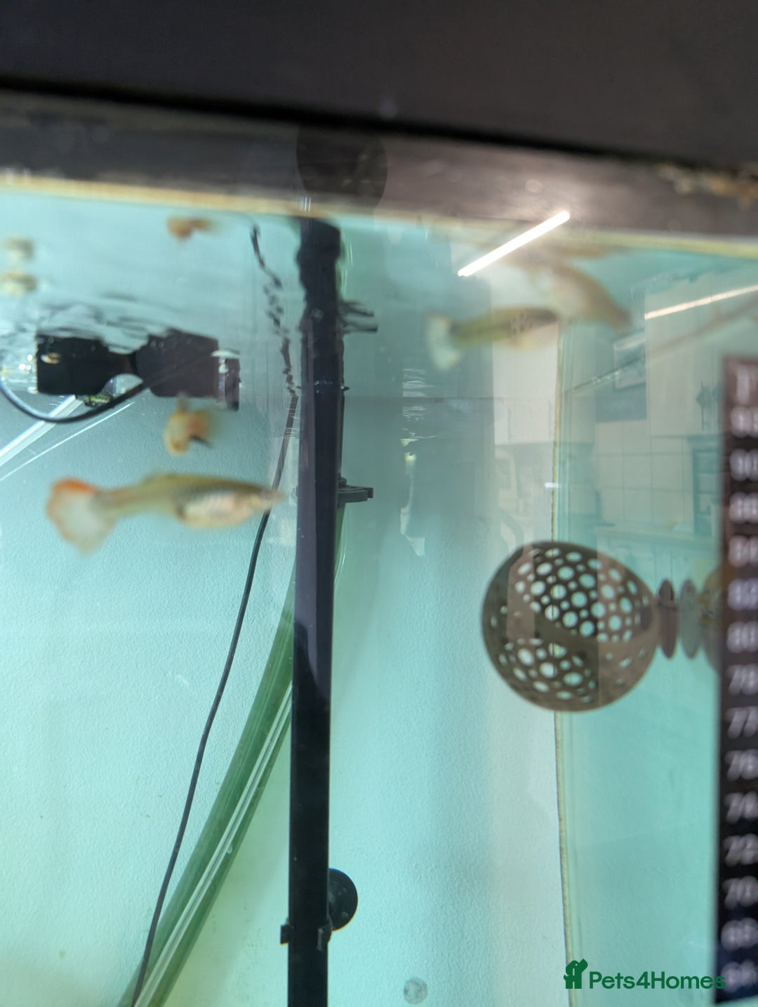 Angelfish fish for sale: Fish & tank - Image 5