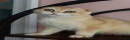 Scottish Fold cats for sale: Champion BL Stunning Scottish kittens  - Advert 8