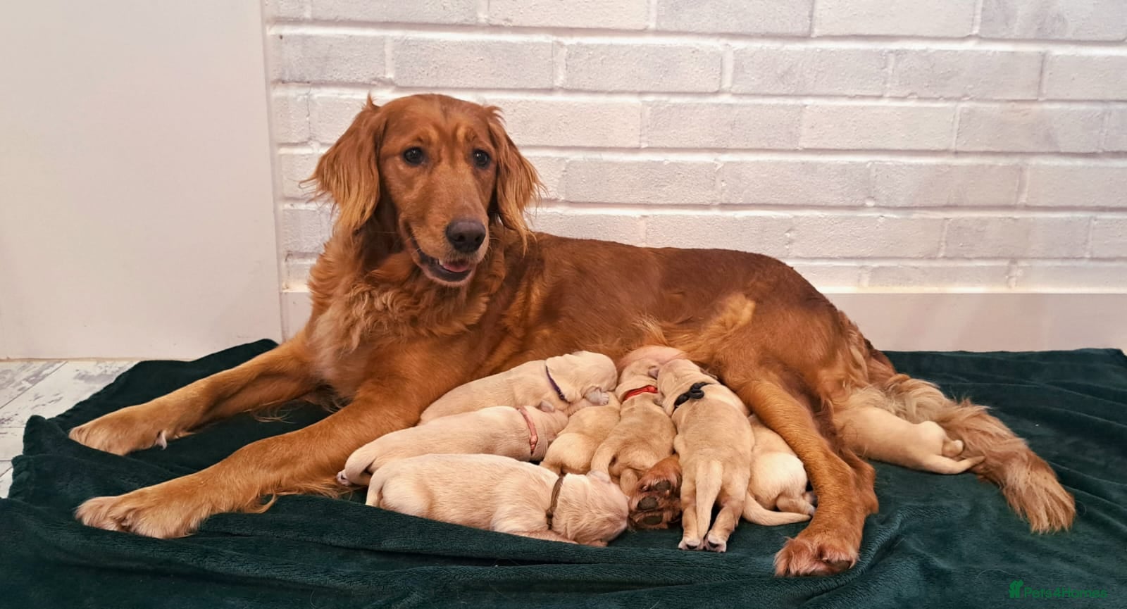 Golden Retriever dogs Golden Retriever Puppies Looking for Loving Homes  - Advert 1