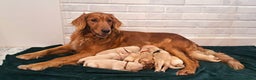 Golden Retriever dogs for sale: Golden Retriever Puppies Looking for Loving Homes  - Advert 1