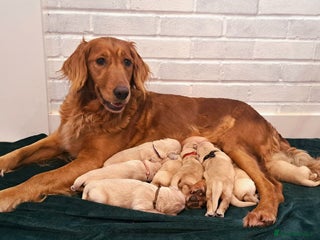 Golden Retriever dogs Golden Retriever Puppies Looking for Loving Homes - Advert 1