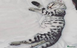 Savannah cats for sale: KIWANGA PEDIGREE F3 SAVANNAH KITTENS  - Image 15