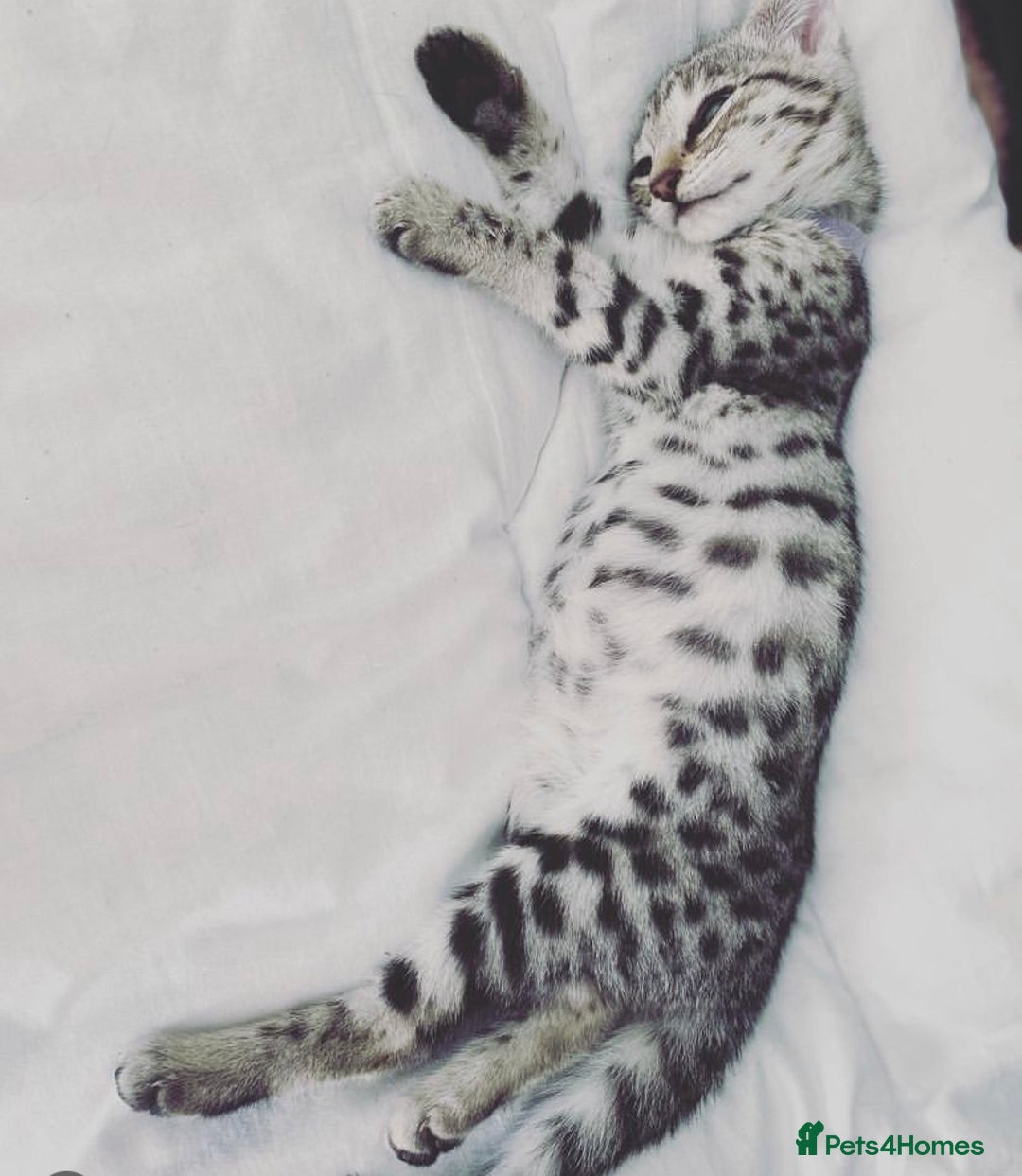 Savannah cats for sale: KIWANGA PEDIGREE F3 SAVANNAH KITTENS  - Image 15