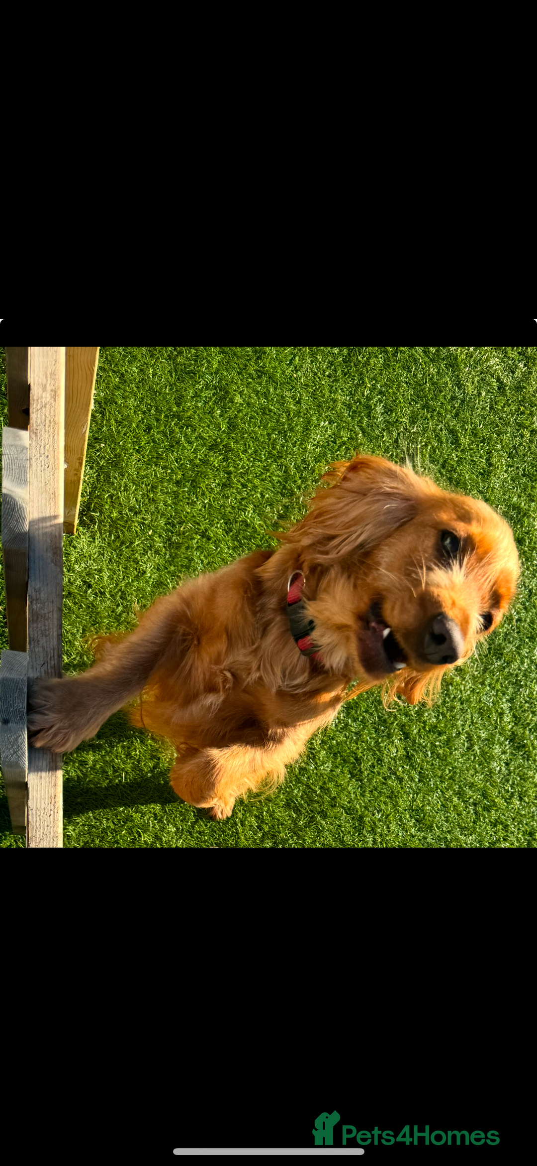 Cockapoo dogs for sale: Beautiful litter of parti and solid Cockapoos - Image 11