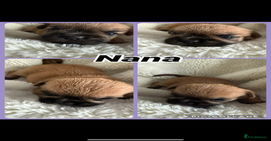 Mixed Breed dogs - Advert 11
