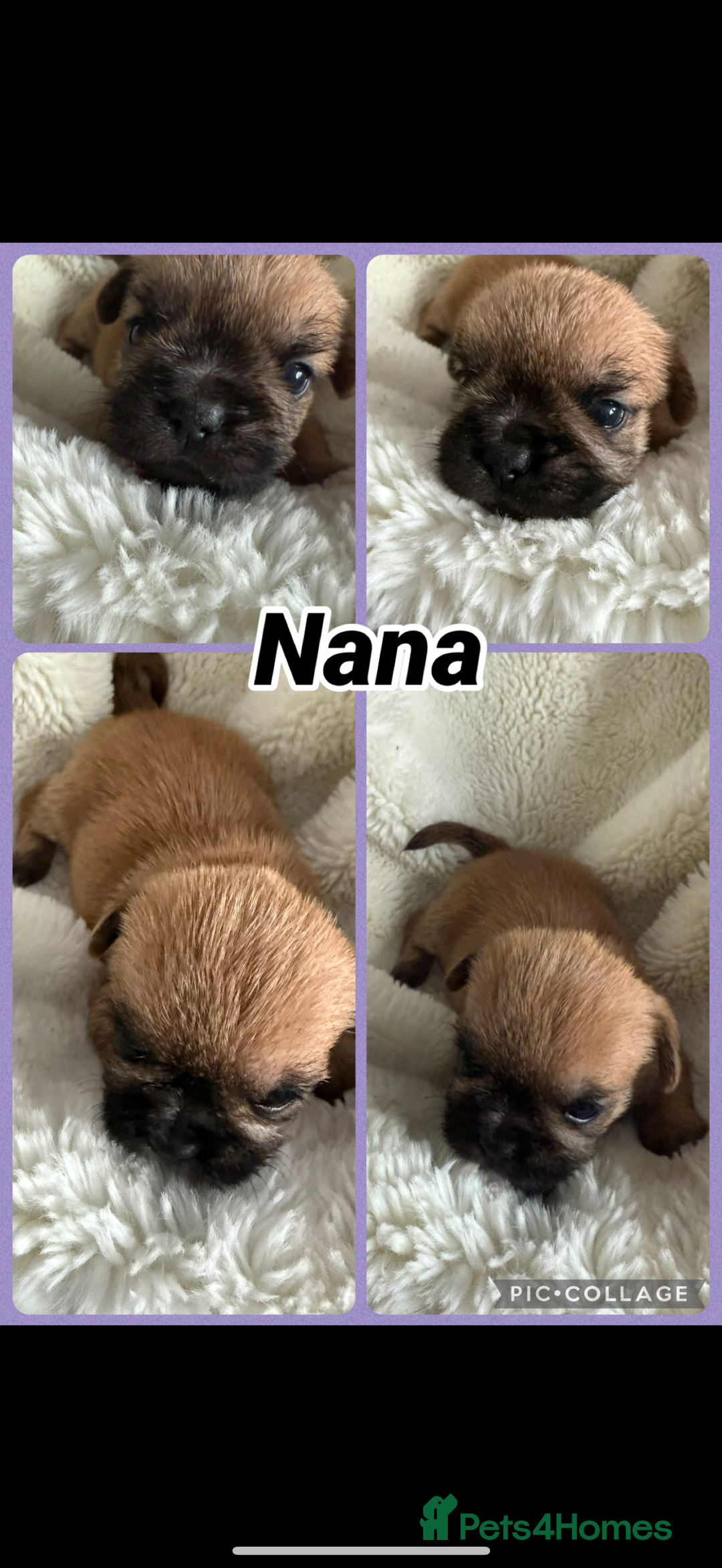 Mixed Breed dogs for sale: Beautiful Frenchie crossed with imperial Shitzu  - Image 2