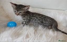Savannah cats for sale: Stunning  Savannahs - Image 12