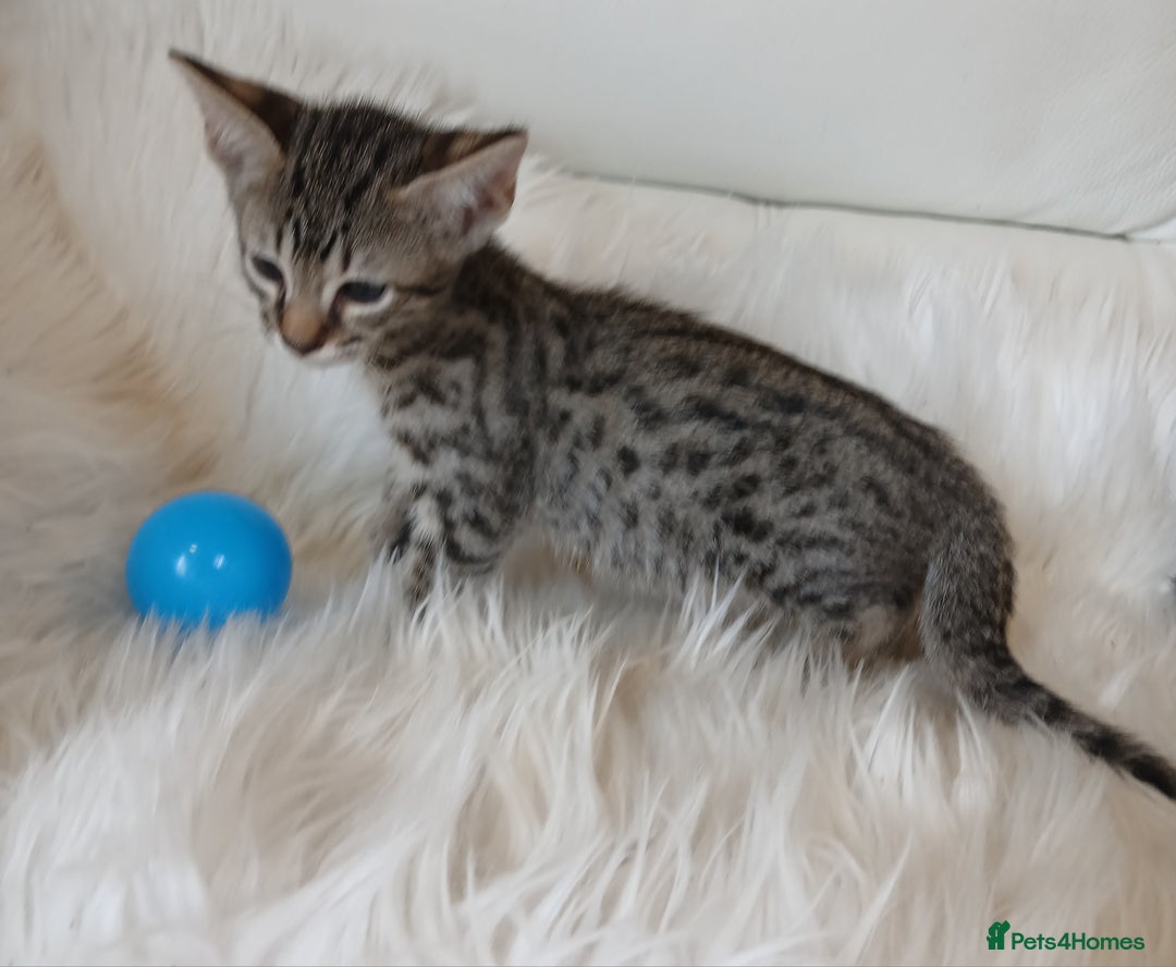 Savannah cats for sale: Stunning  Savannahs - Image 12