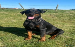 Dobermann dogs for stud: Dobermann for stud - Image 2