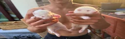 Ferret rodents for sale: Albino Ferrets for sale - Advert 4