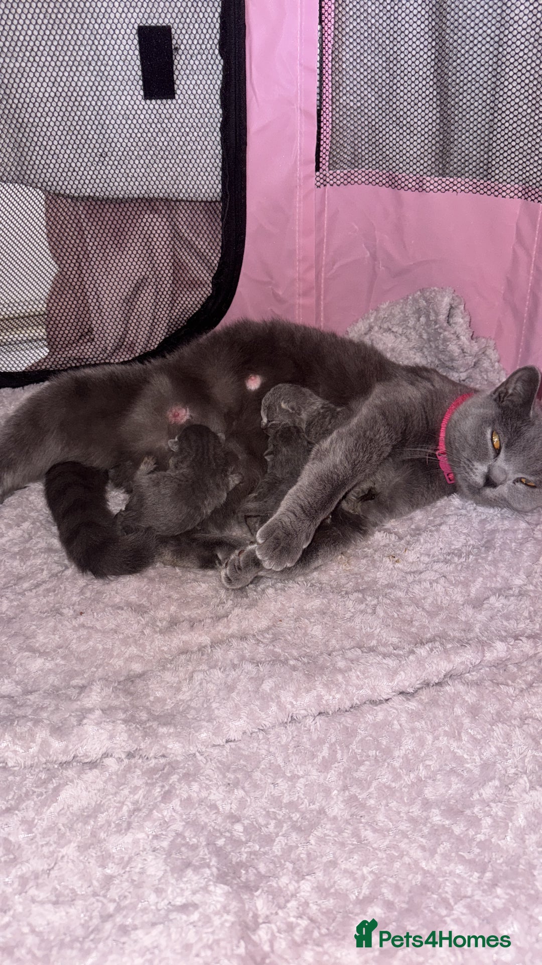 British Shorthair cats for sale: 4 full pedigree British shorthairs - Image 1