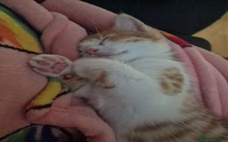 British Shorthair cats for sale: 2 Female kittens loookg for Forever home 🩷 - Image 5