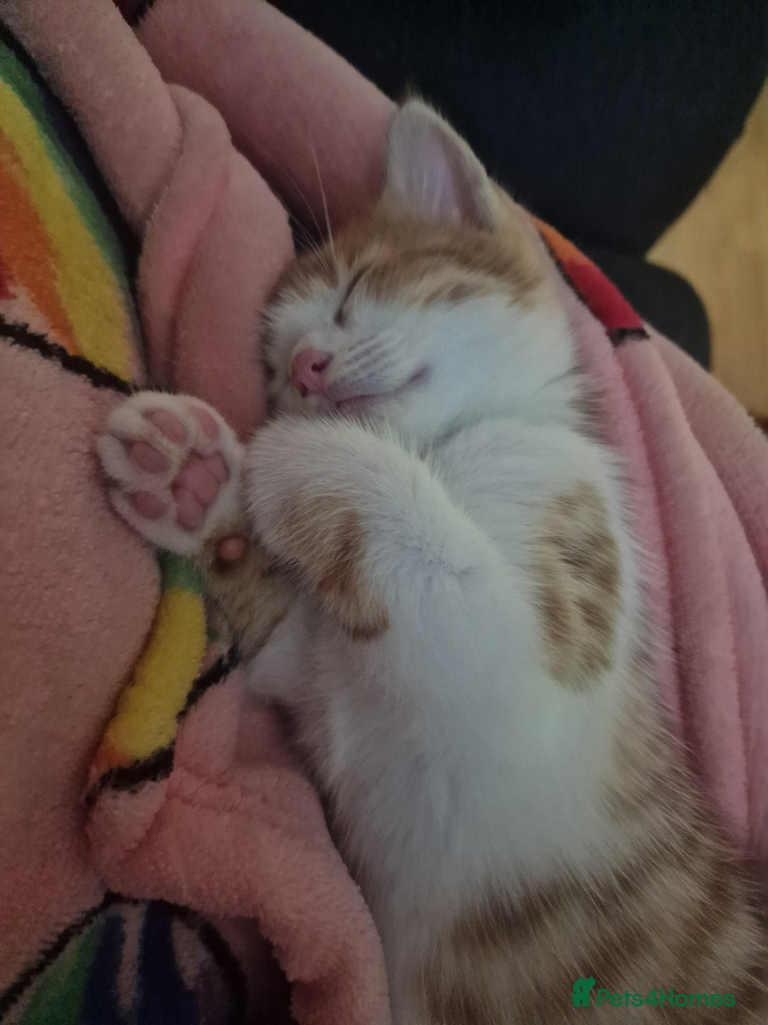 British Shorthair cats for sale: 2 Female kittens loookg for Forever home 🩷 - Image 5