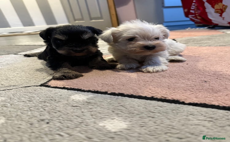Miniature Schnauzer dogs Miniature schnauzer girl pups available - Advert 7