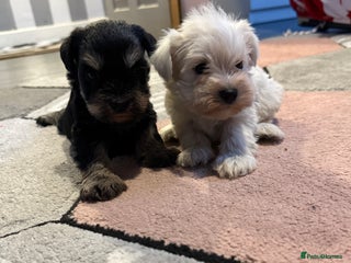 Miniature Schnauzer dogs Miniature schnauzer girl pups available - Advert 2