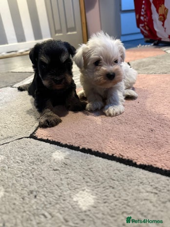 Miniature Schnauzer dogs Miniature schnauzer girl pups available - Advert 7