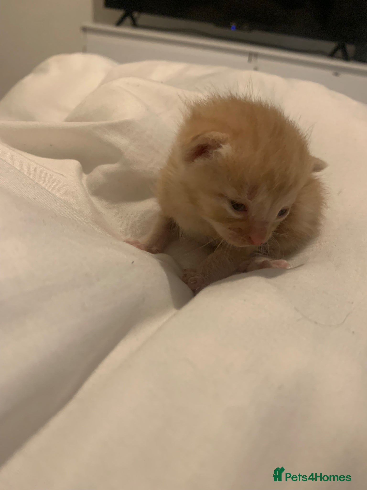Mixed Breed cats beautiful ginger mixed kittens - Advert 4