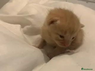 Mixed Breed cats beautiful ginger mixed kittens - Advert 4
