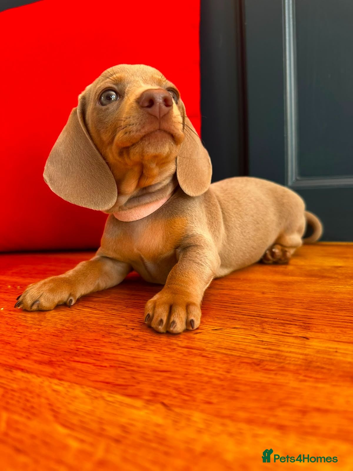 Miniature Dachshund dogs 3 Isabella and Tan puppies ready to go 10th July - Advert 1