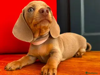 Miniature Dachshund dogs Beautiful pups Ready Friday! - Advert 1