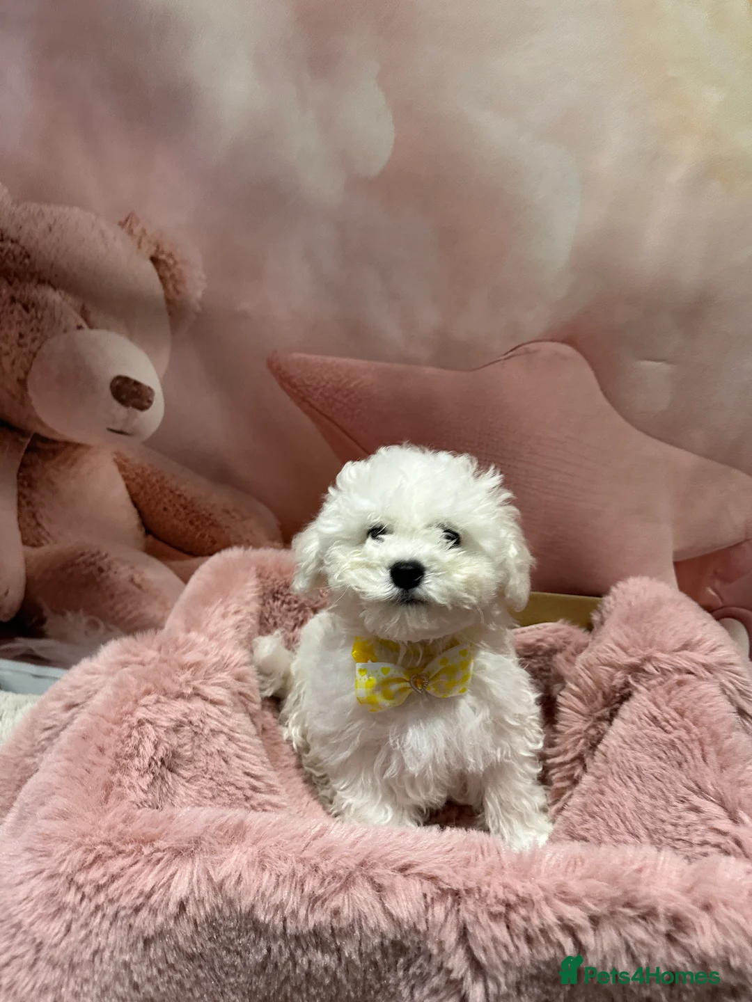 Bichon Frise dogs for sale: Pure Pedigree Champion Bloodline Bichon Frise  - Advert 2