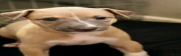 Whippet dogs for sale: Crufts winning parents - Advert 7