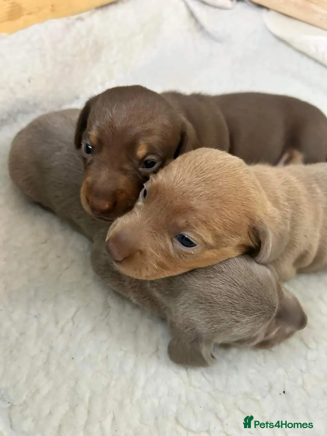 Miniature Dachshund dogs for stud: Rolex⌚️👑 - Advert 5