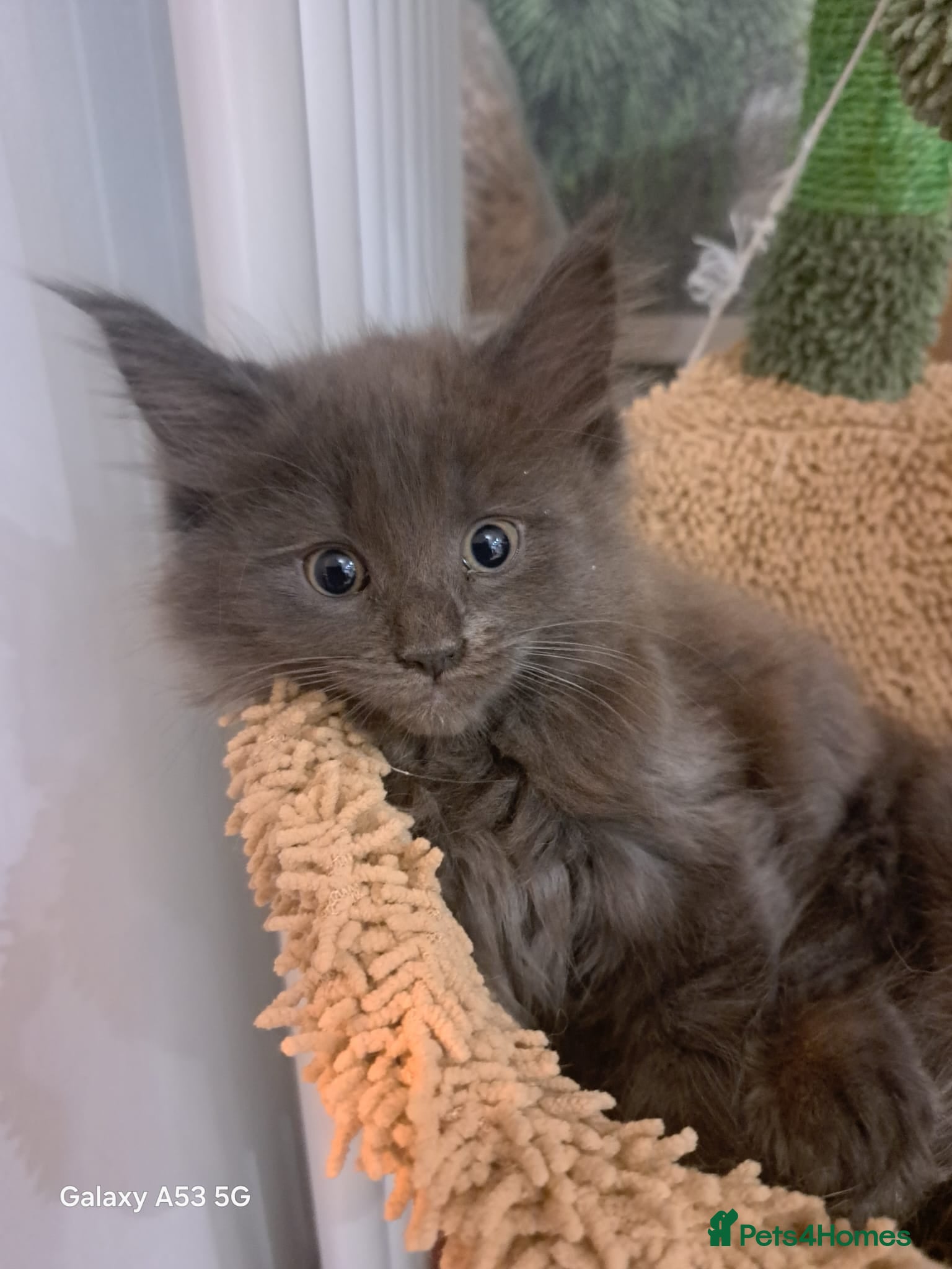 Maine Coon cats NEW PICS GCCF registered Blue  Maine coon litter  - Advert 15