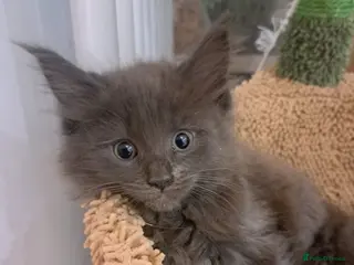 Maine Coon cats NEW PICS GCCF registered Blue Maine coon litter - Advert 15