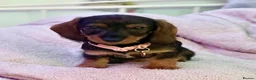 Dachshund dogs for sale: 2yr old female (Teckel) wire-haired Dachshund  - Advert 11