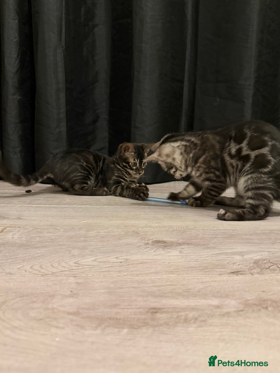 Bengal cats for sale: TICA registered pedigree Bengal Kittens - Advert 15