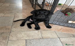 Labrador Retriever dogs for sale: Beautiful chunky Labrador boys and girls  - Image 8