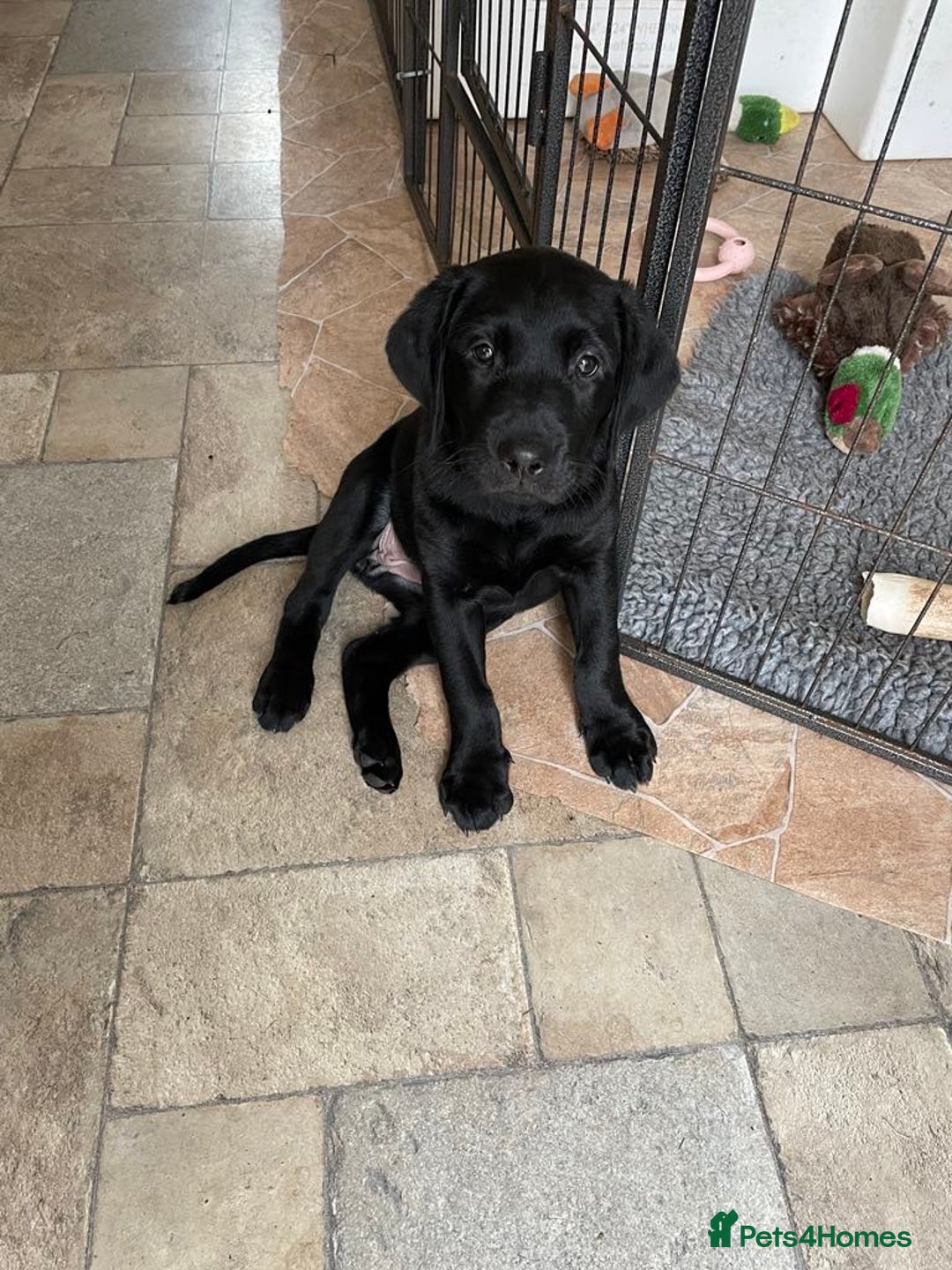 Labrador Retriever dogs for sale: Beautiful chunky Labrador boys and girls  - Image 8