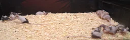 Mixed Breed reptiles for sale: Baby Fancy Pet Mice Females  - Advert 8