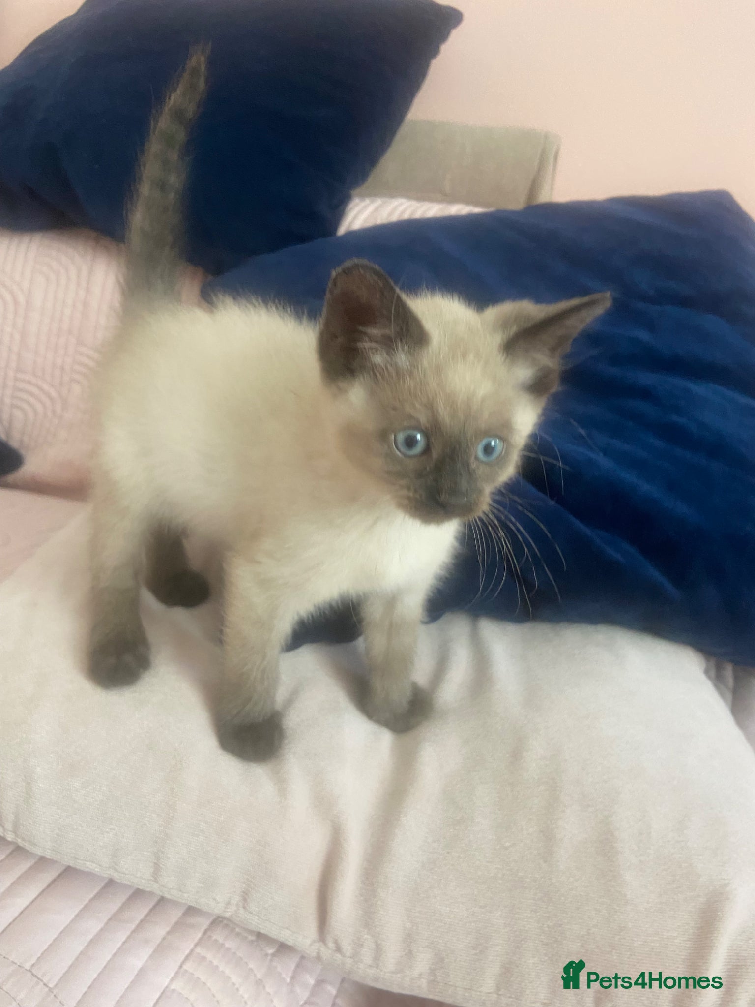 Ragdoll cats Beautiful ragdoll kittens - Advert 2