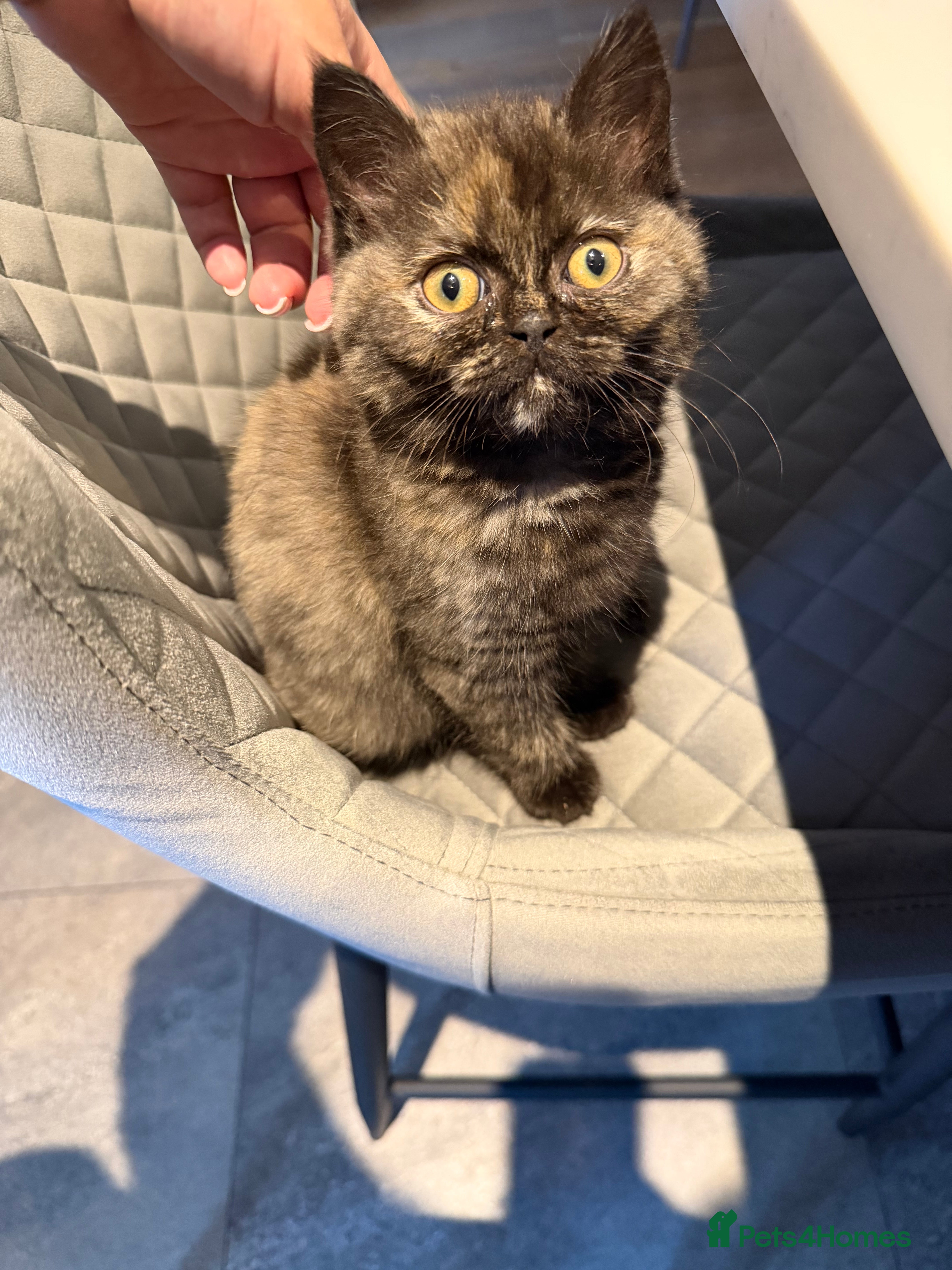 Ragdoll cats Ragdoll x BSH - Advert 2