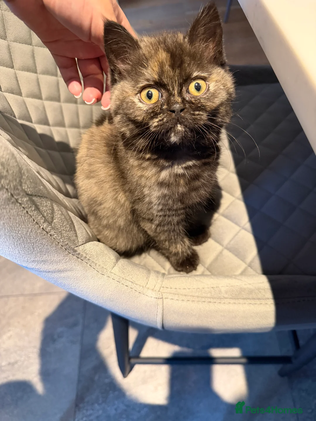 Ragdoll cats for sale: Ragdoll x BSH - Advert 1